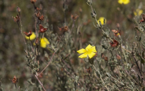 Hélianthème faux alysson