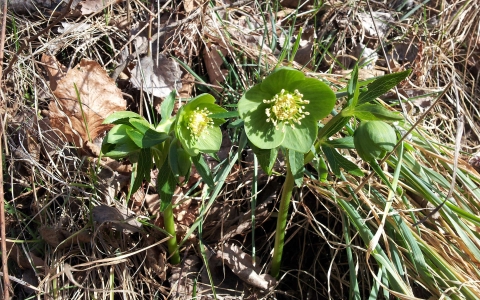 Hellébore vert