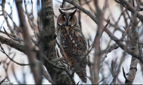 Hibou moyen-duc