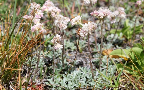 Pied de chat dioïque