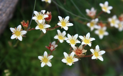 Saxifrage sillonée
