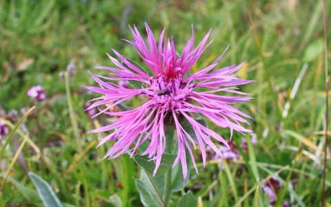 Centaurée à une tête