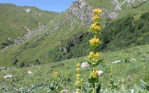 Gentiane jaune