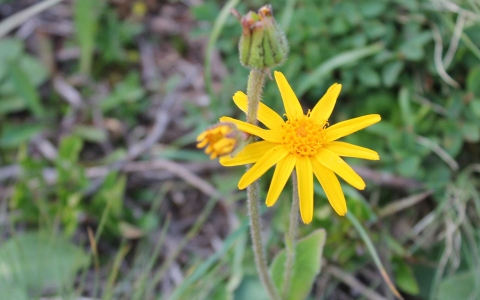 Arnica