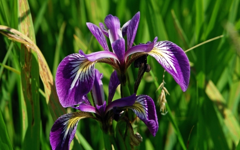 Iris fétide