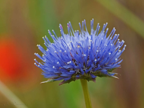 Jasione des montagnes