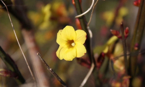 Jasmin jaune