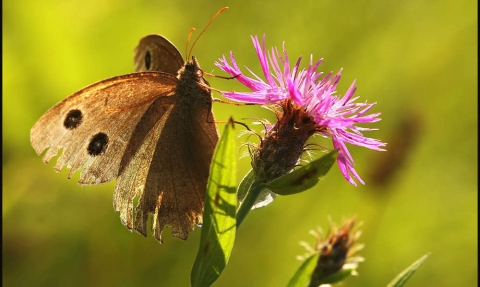 Le Grand nègre des bois