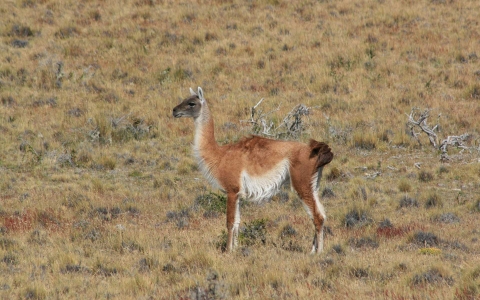 Lama