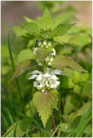 Lamier blanc, Ortie blanche
