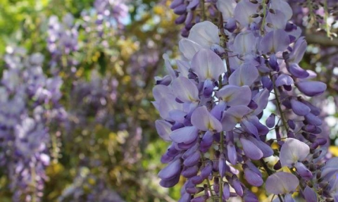 Glycine de Chine