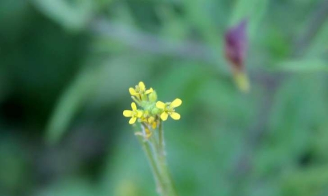 Herbe aux chantres