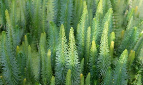 Myriophylle en épi