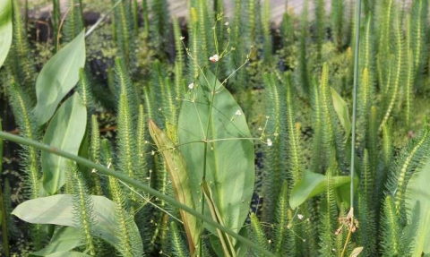 Plantain d'eau