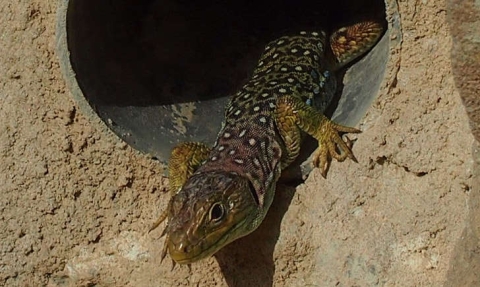 Lézard ocellé