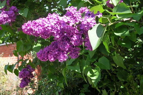 Lilas commun