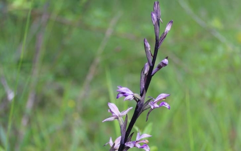 Limodore à feuilles avortées