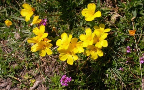 Lin jaune