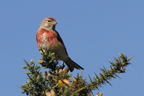 Linotte mélodieuse