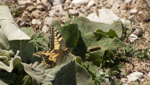 Machaon