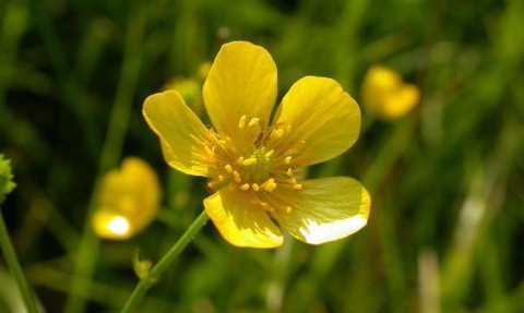 Renoncules - Bouton d'or