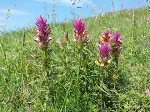 Mélampyre des champs