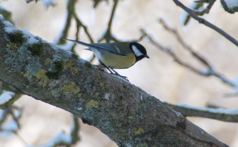 Mésange charbonnière