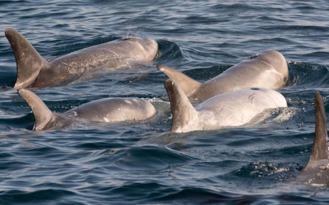 Dauphin risso