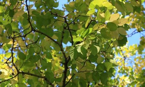 Micocoulier de Virginie