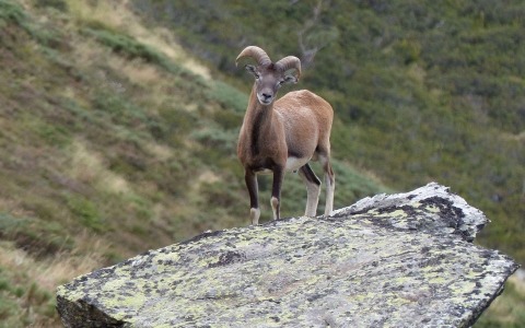 Mouflon méditerranéen ou Mouflon de Corse