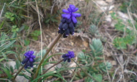 Muscari à grappes