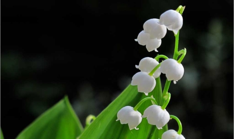 Muguet sauvage