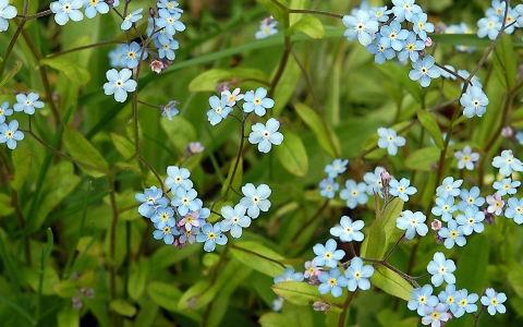 Myosotis