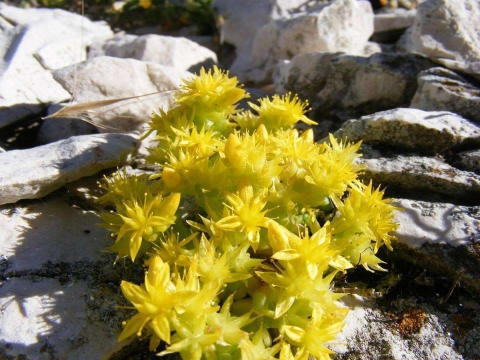 Orpin du littoral