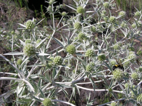 Panicaut champêtre