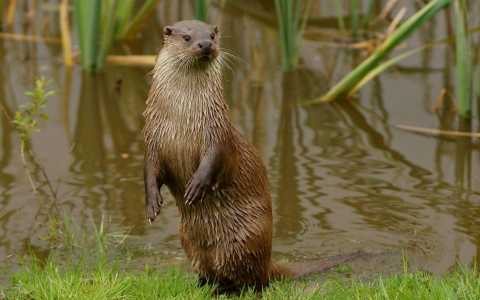 Loutre d'Europe