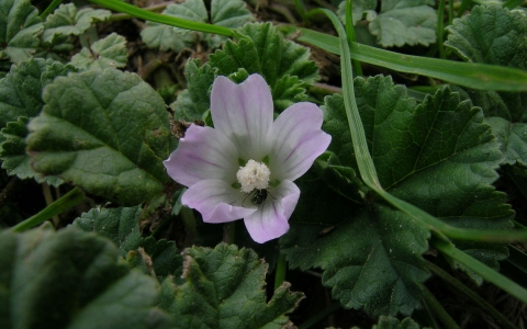 Petite mauve