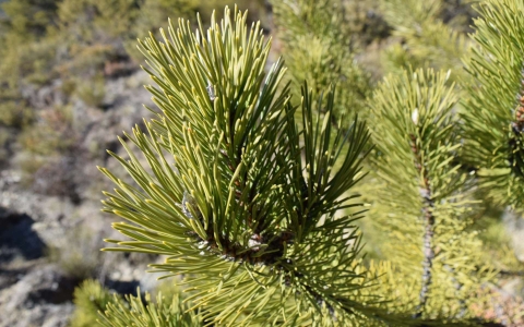 Pin noir d'Autriche