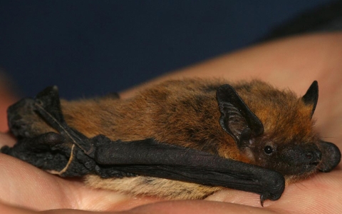 Pipistrelle de Kühl 