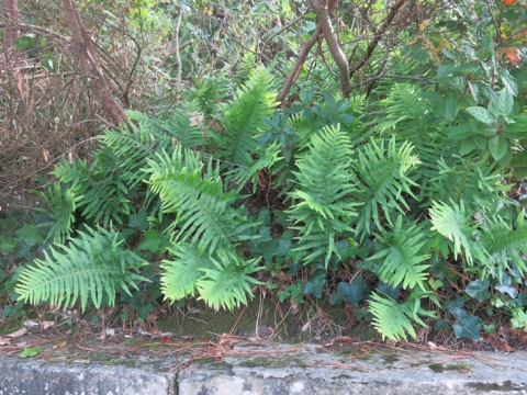 Polypode austral