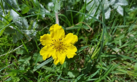 Potentille ansérine