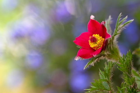 Pulsatille rouge