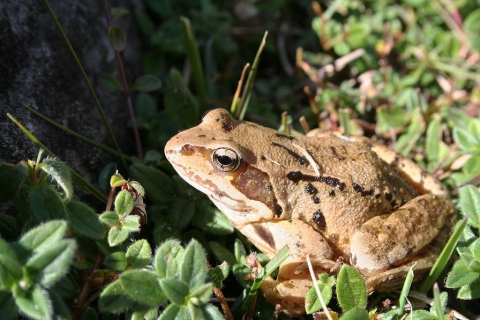 Grenouille rousse