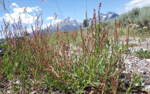 Rumex - Oseille