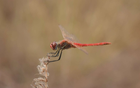 Sympetrum à nervures rouges