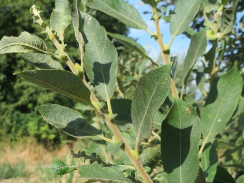 Saule cendré