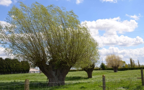 Saule blanc