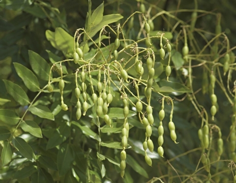 Sophora du Japon, Arbre de miel 