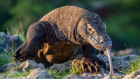 Dragon de komodo