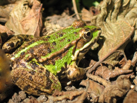 Grenouille verte